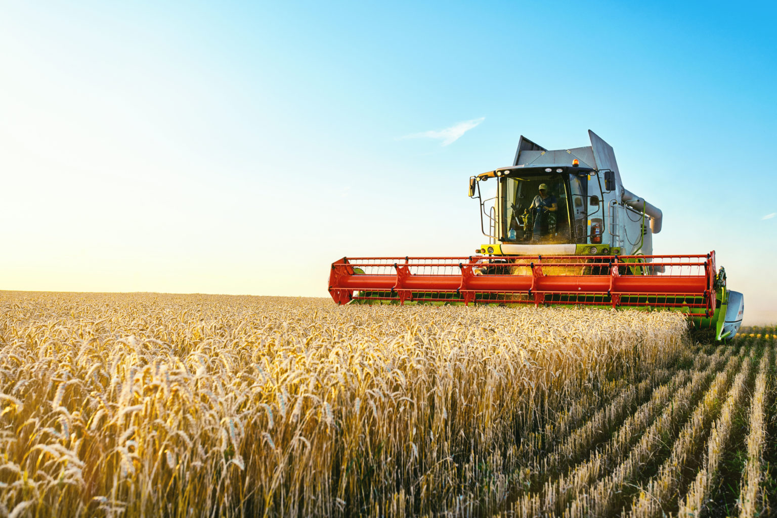 Combine harvester harvests ripe wheat. agriculture